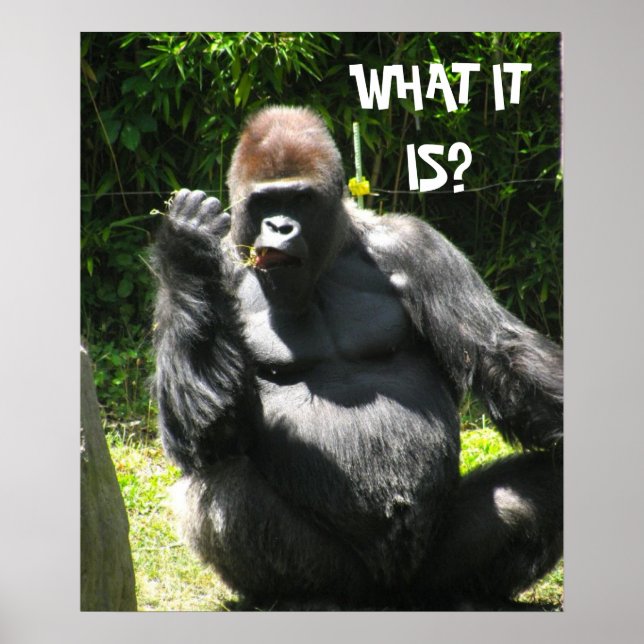 GORILLA GREETING poster (Front)