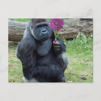 Gorilla Holding Flower Postcard