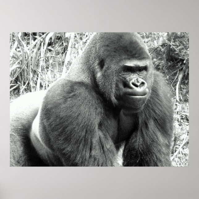Gorilla in Black and White Poster (Front)