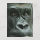 Gorilla in the Mist  Postcards
