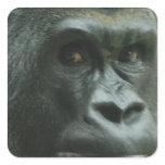 Gorilla in the Mist  Stickers