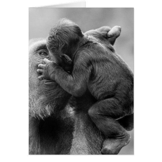 Gorilla Kiss Cards (Front)