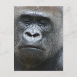 Gorilla Look Postcard