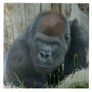 Gorilla Lope's Chill Time  Ceramic Tile