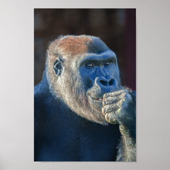 Gorilla Lope's Grin Poster (Front)