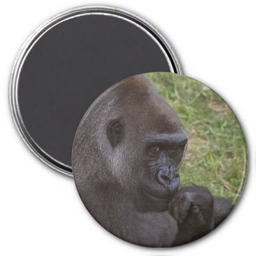 gorilla magnet