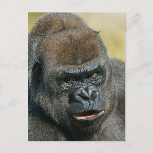 Gorilla Mother Postcard (Front)