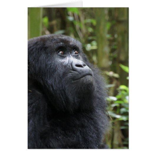 Gorilla my dreams - female cards (Front)