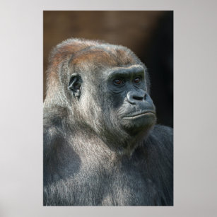 Gorilla Pictures, Art for Kids, Playroom Wall Decor