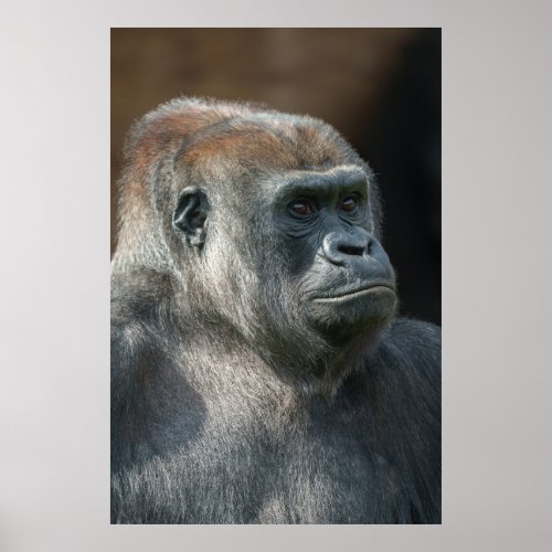 Gorilla Ozala Poster