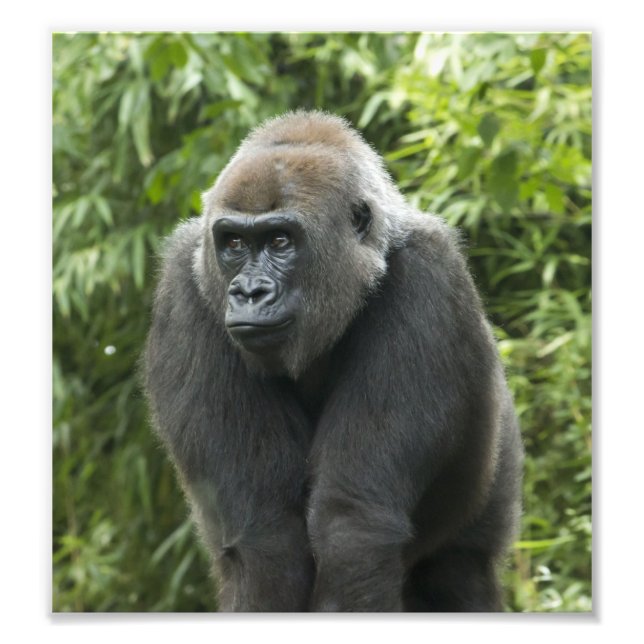 Gorilla Photo Print (Front)