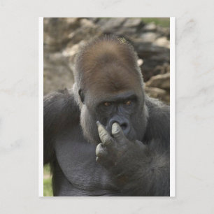 gorilla picking his nose - eeeewwwwwwww! postcard