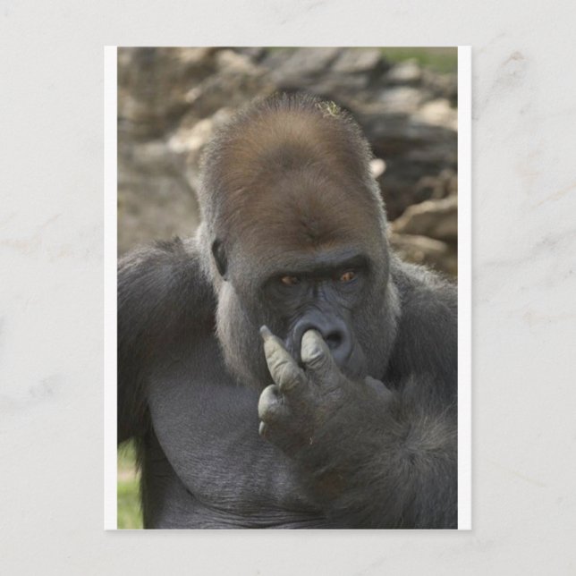 gorilla picking his nose - eeeewwwwwwww! postcard (Front)
