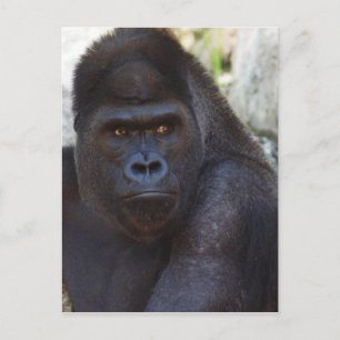 Gorilla Postcard