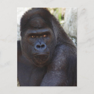 Gorilla Postcard