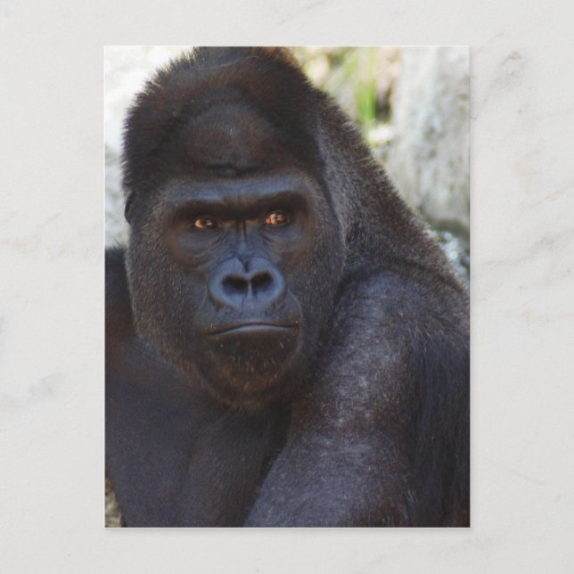 Gorilla Postcard (Front)