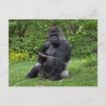 Gorilla Postcard at Zazzle
