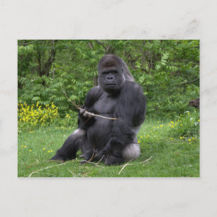 Gorilla Postcard