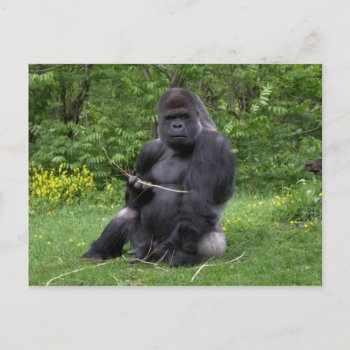 Gorilla Postcard by henkvk at Zazzle