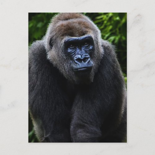 Gorilla Postcard