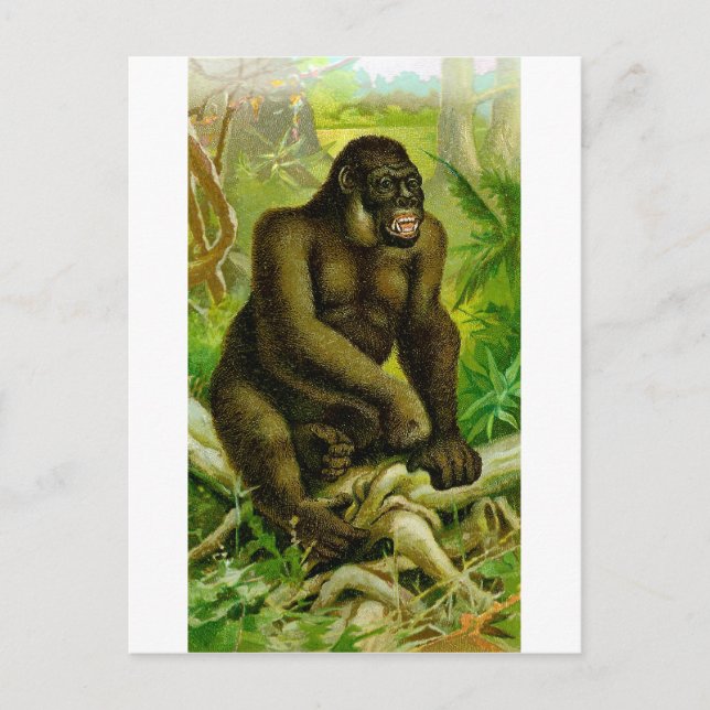 Gorilla Postcard (Front)