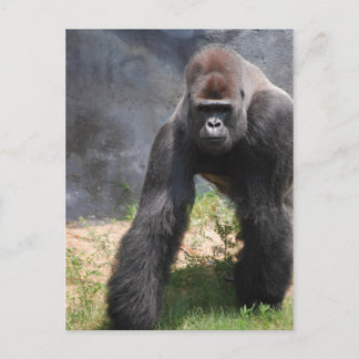 Gorilla Postcard