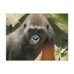 Gorilla Postcard