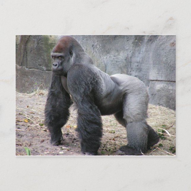 Gorilla Postcard (Front)