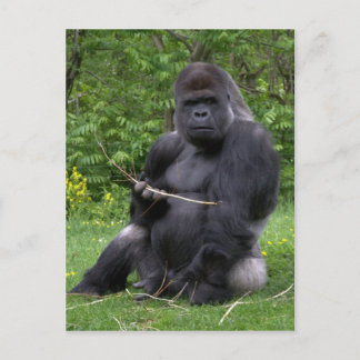 Gorilla Postcard