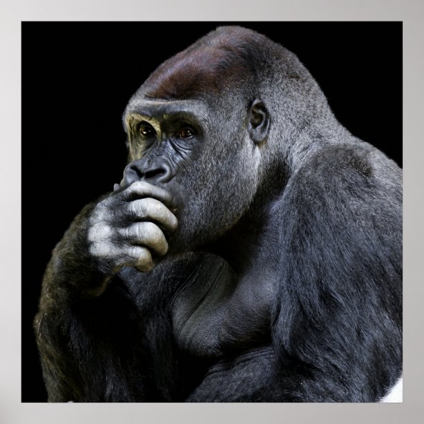 Personalized Gorilla Gifts on Zazzle