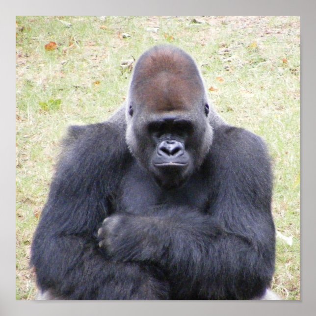 Gorilla Poster (Front)