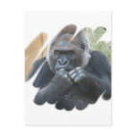 Gorilla Primate Postcard