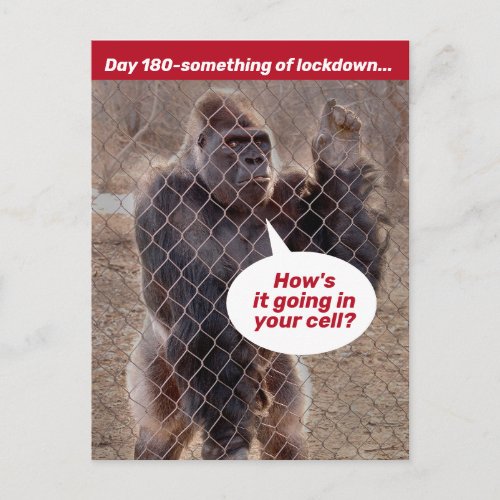 Gorilla Prison Lockdown During Shelter In Place Postcard