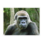 Gorilla Profile Postcard