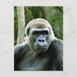 Gorilla Profile Postcard