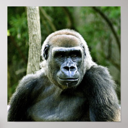 Gorilla Profile Print