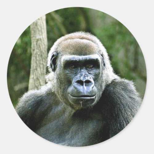 Gorilla Profile Stickers