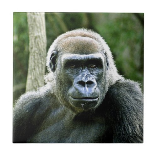 Gorilla Profile Tile