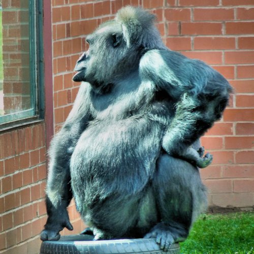 GORILLA REUSABLE GROCERY BAG