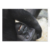 Gorilla Smile (Front Horizontal)