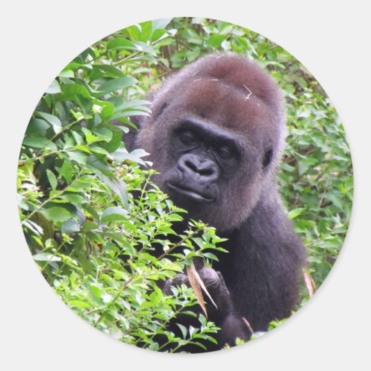 Gorilla Stickers | Zazzle.com