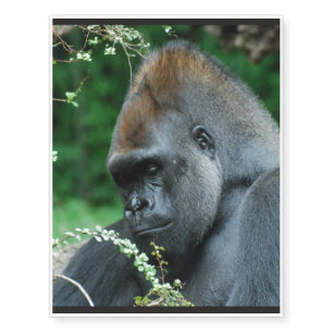 Gorilla Temporary Tattoos