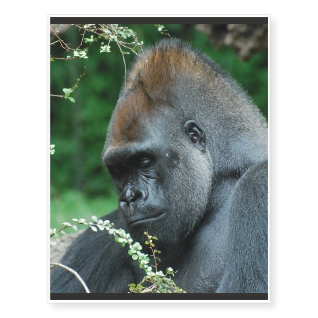 Gorilla Temporary Tattoos (Front)