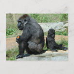Gorilla Time Out Postcard