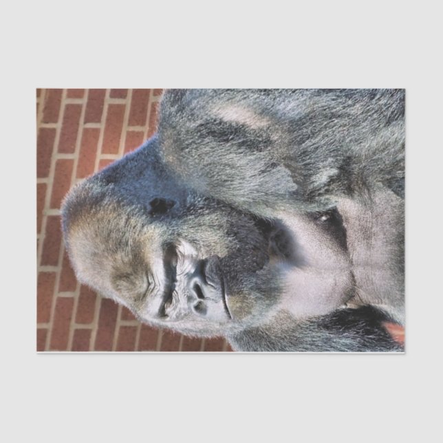 GORILLA TISSUE PAPER (Front)