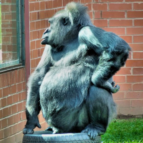 GORILLA TOWEL