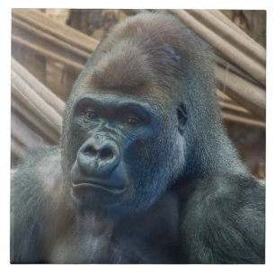 Gorilla up close view ceramic tile