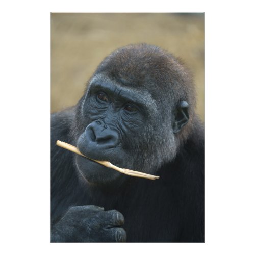 Gorilla Youngster Shufai Photo Print