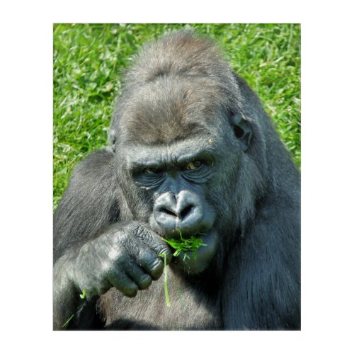 GORILLAS ACRYLIC PRINT