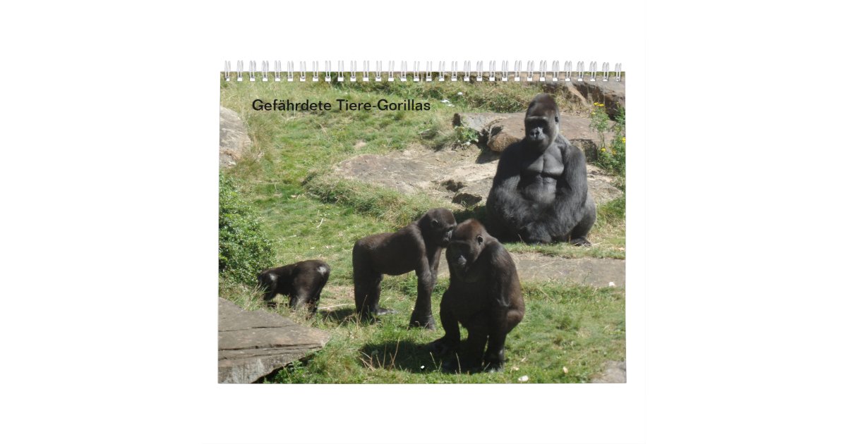 Gorillas as a calendar Zazzle